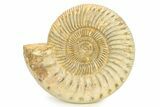 Polished Jurassic Ammonite (Kranosphinctes) - Madagascar #290776-1